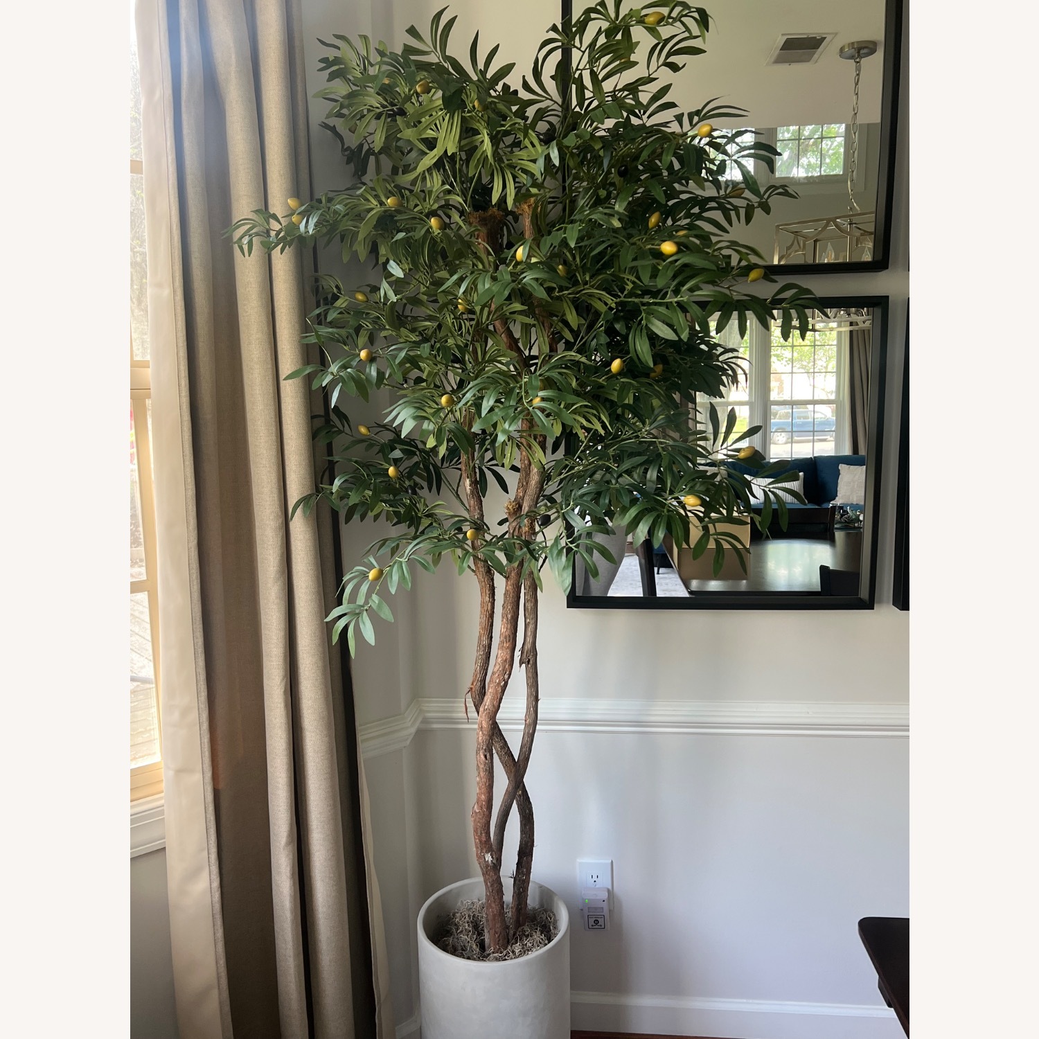 Mediterranean Olive Tree - image-2