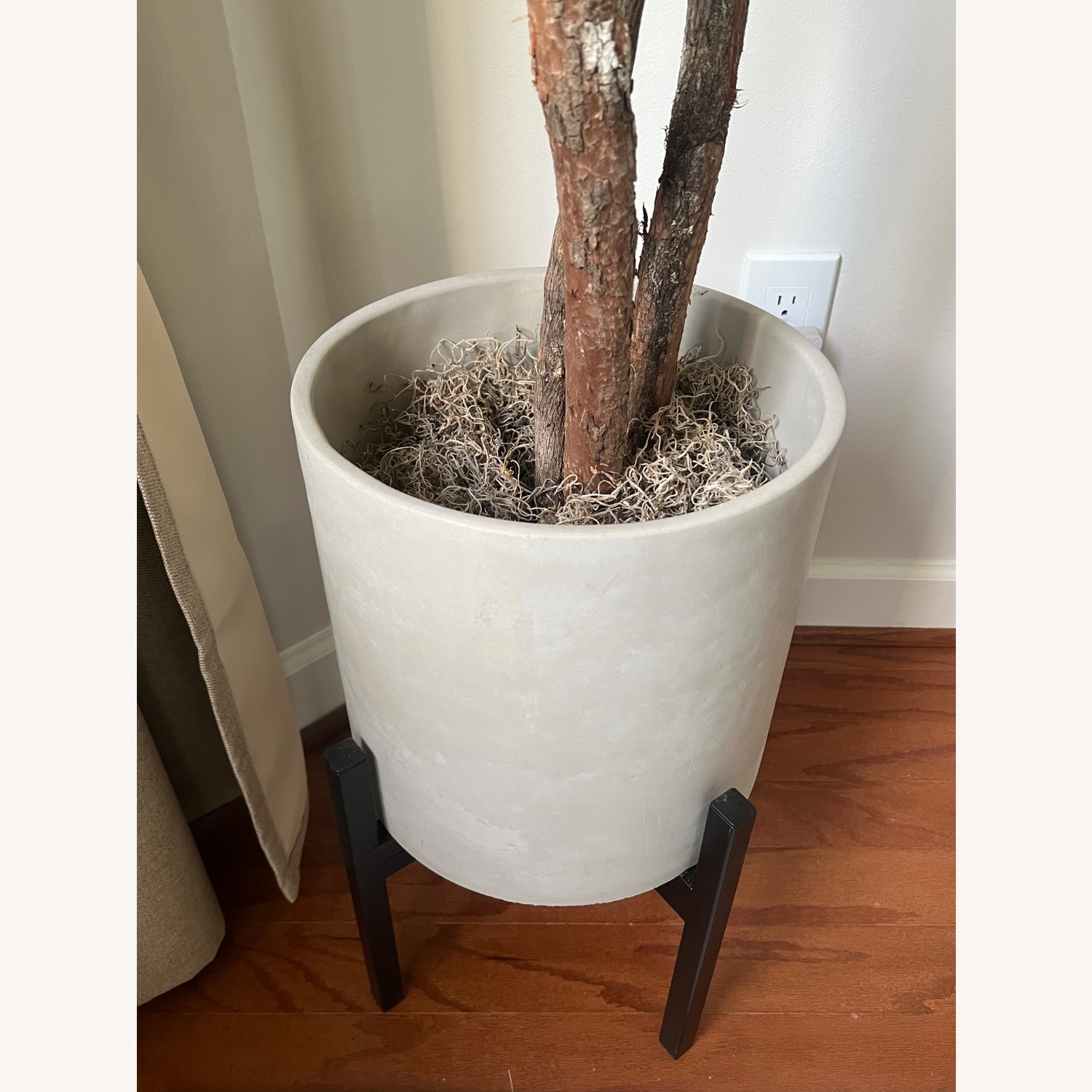 Mediterranean Olive Tree - image-4