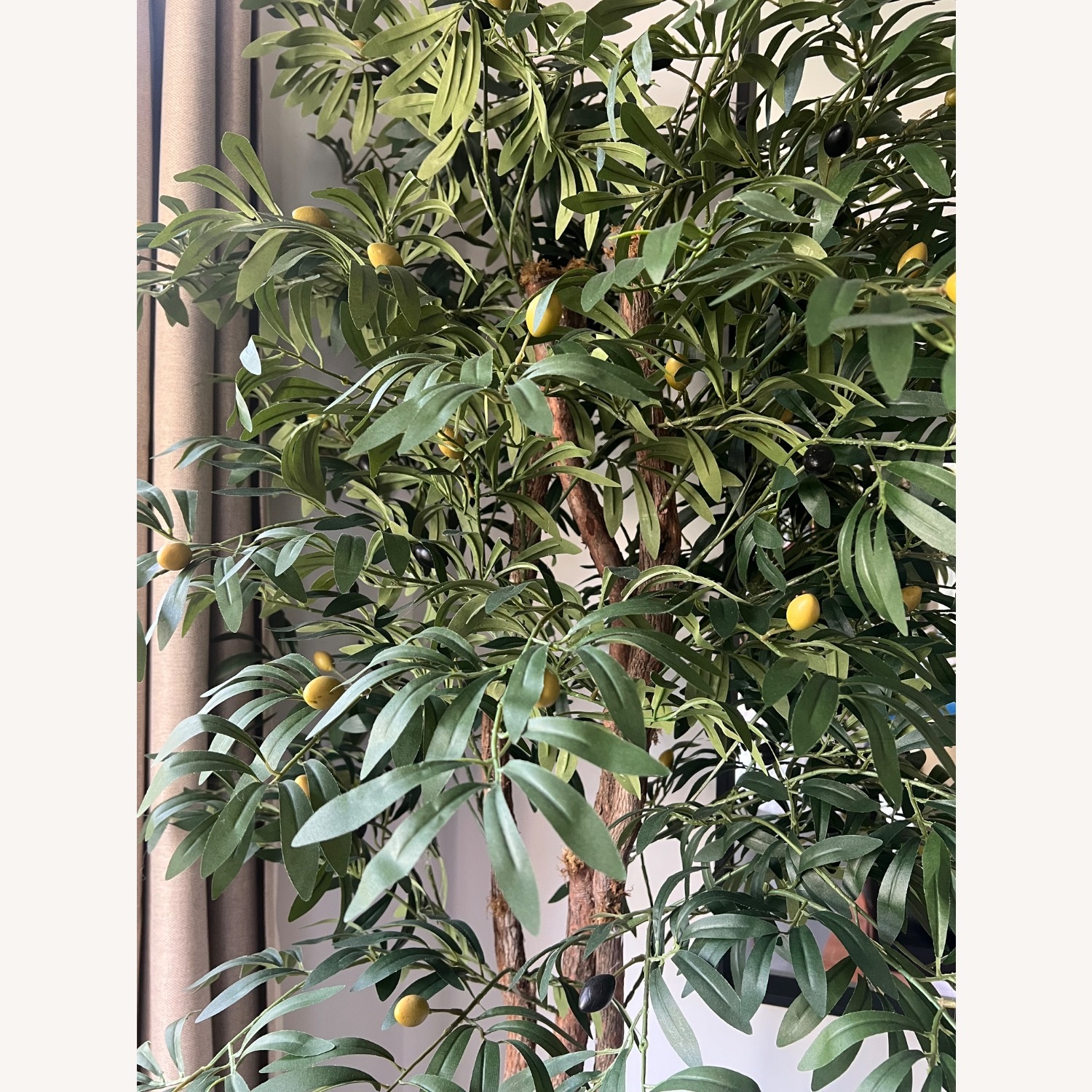 Mediterranean Olive Tree - image-3