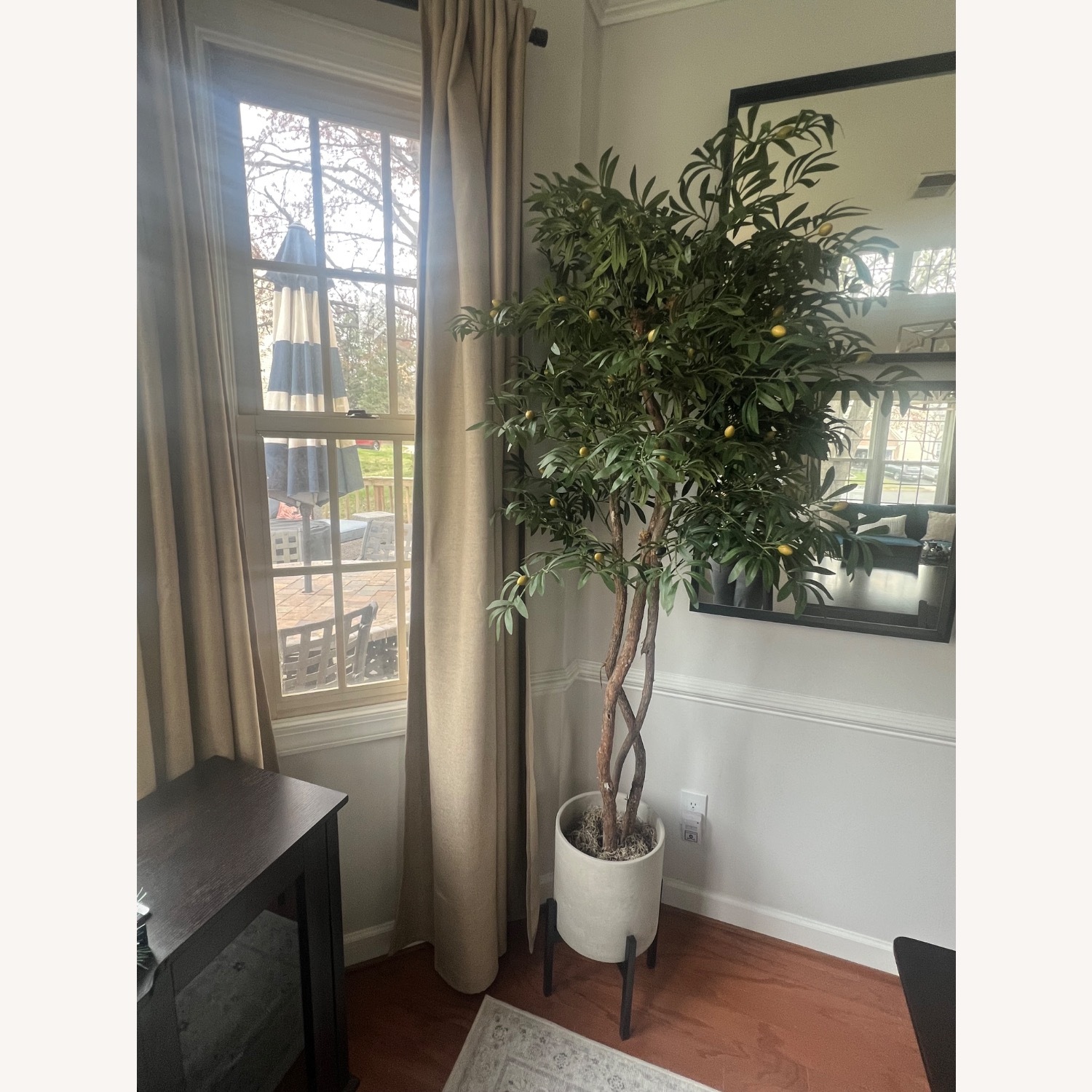 Mediterranean Olive Tree - image-5