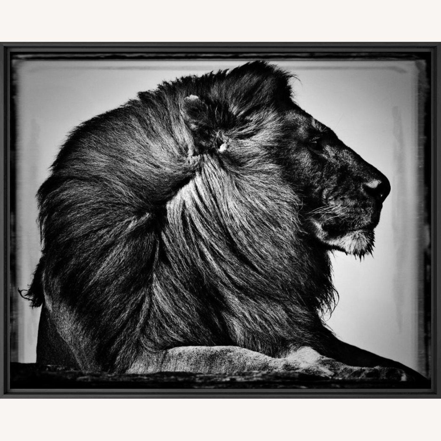 CRINIÈRE DE LION Print - image-5