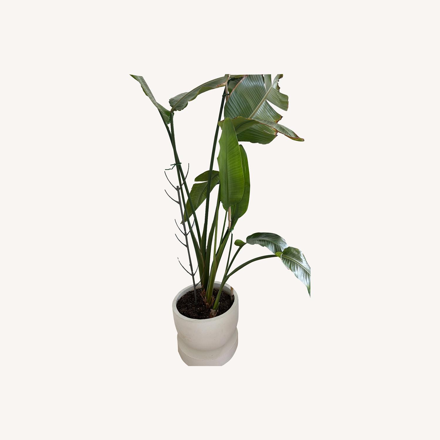 Bird of Paradise Plant in Concrete Pot - image-0