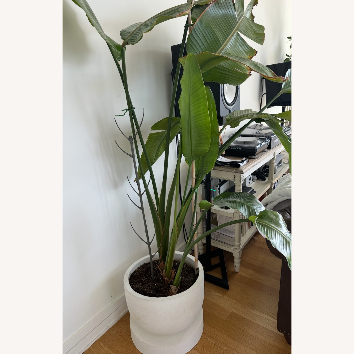 Bird of Paradise Plant in Concrete Pot - image-3