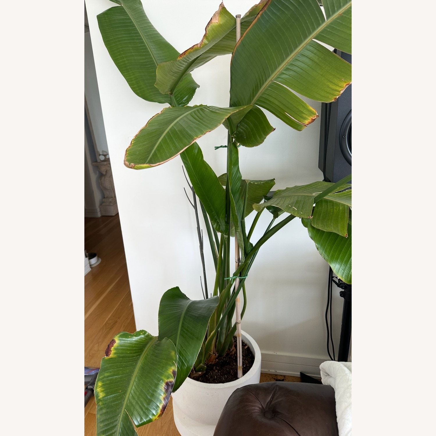 Bird of Paradise Plant in Concrete Pot - image-1