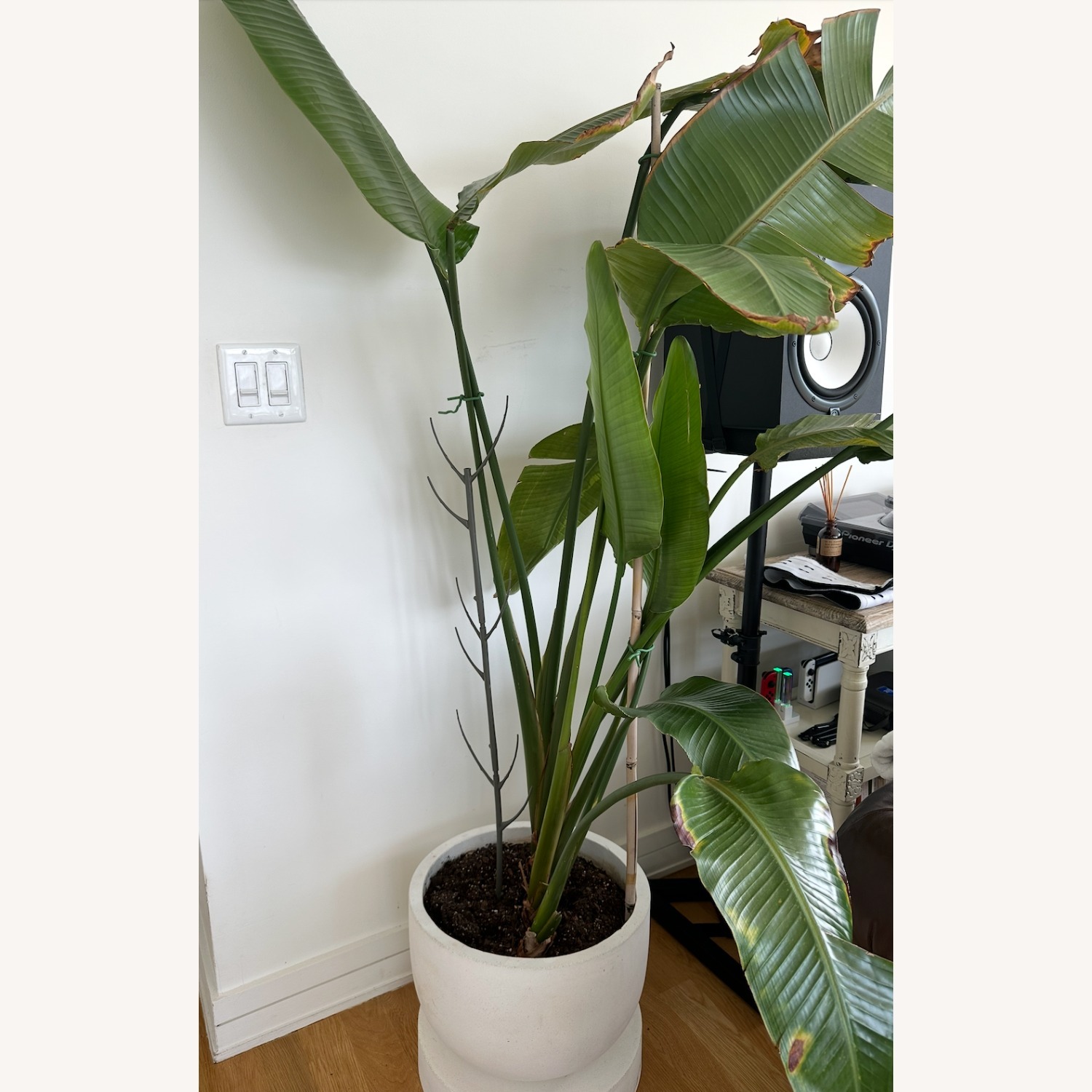 Bird of Paradise Plant in Concrete Pot - image-2