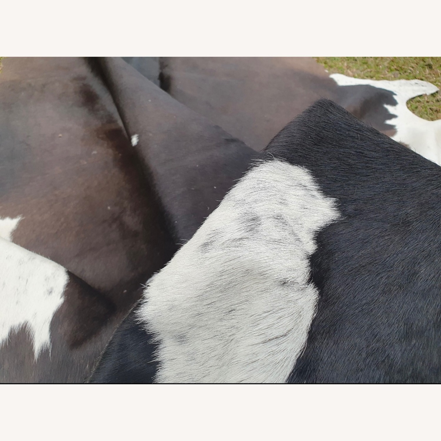 Genuine Cowhide Rug Jumbo Size - image-3