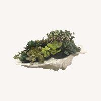 Tabletop Succulent Garden in Textured Planter