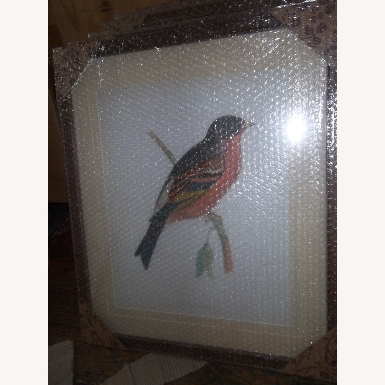 Robin Bird - image-1