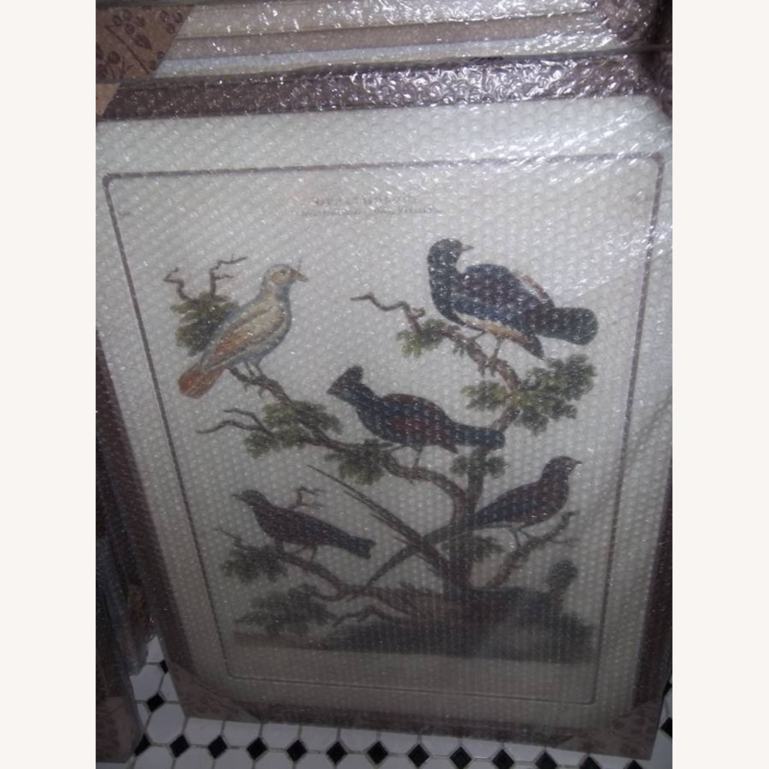 Robin Bird - image-3