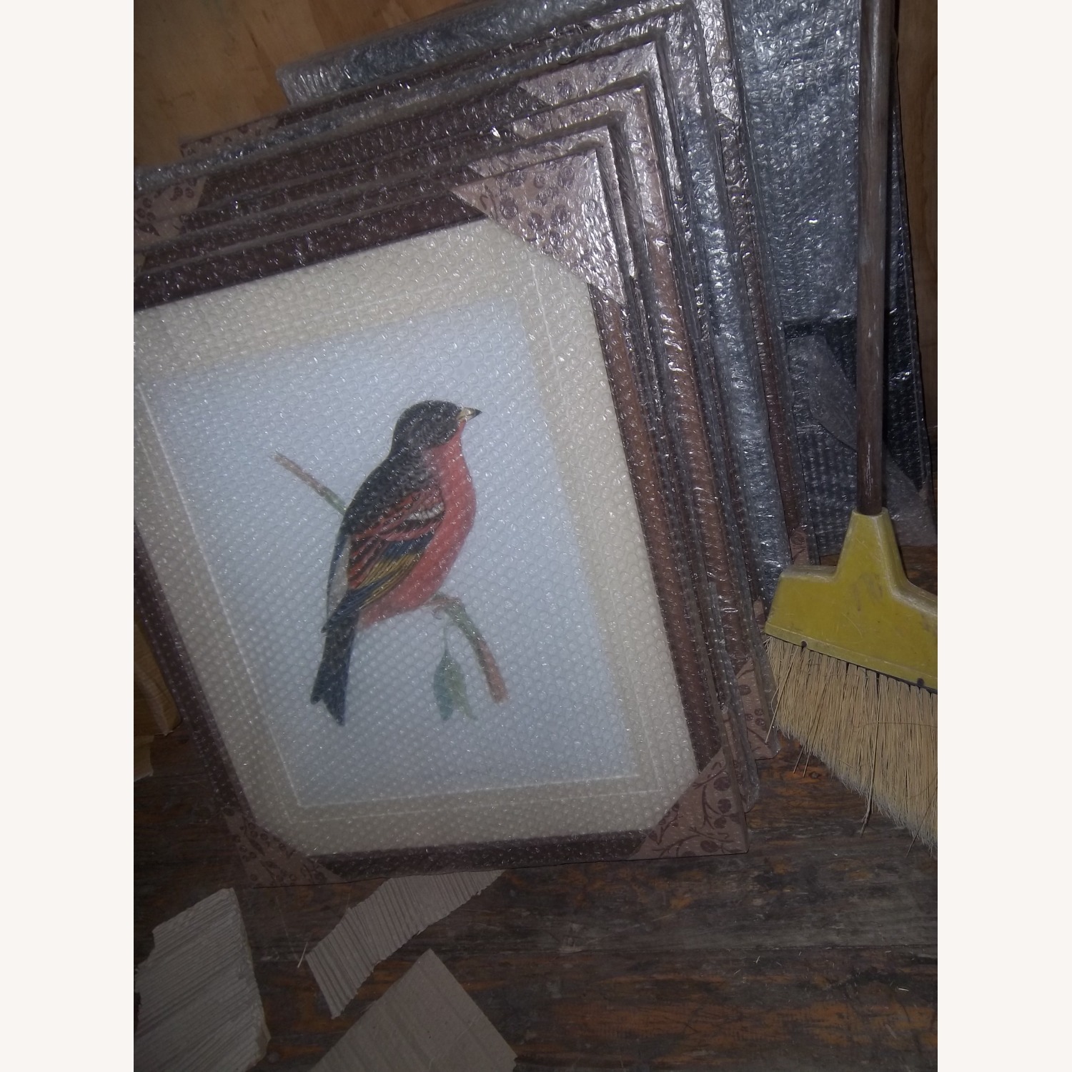 Robin Bird - image-2