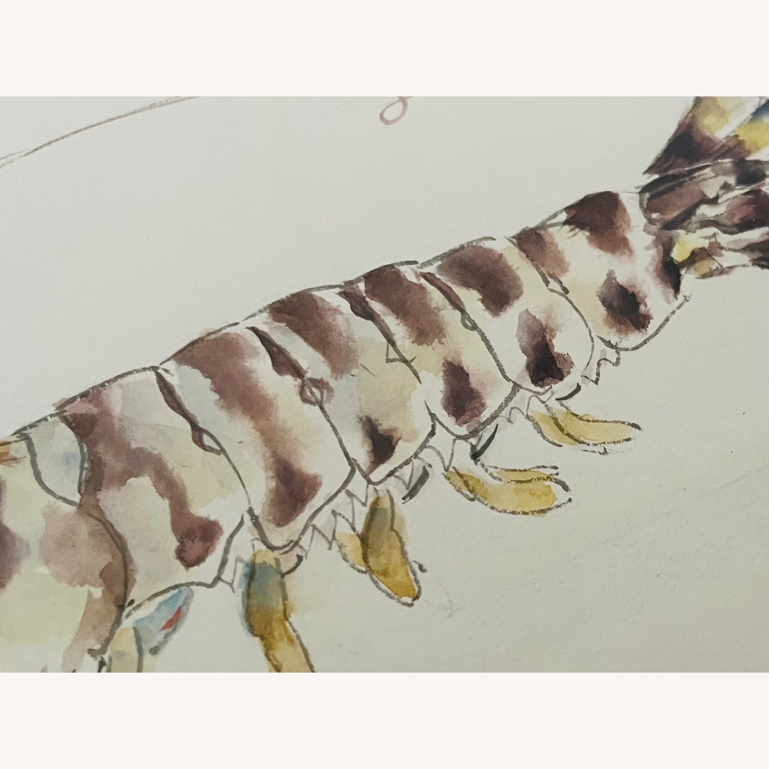 Mid Century Japanese Watercolor "Crawfish" - Kyoto - image-3