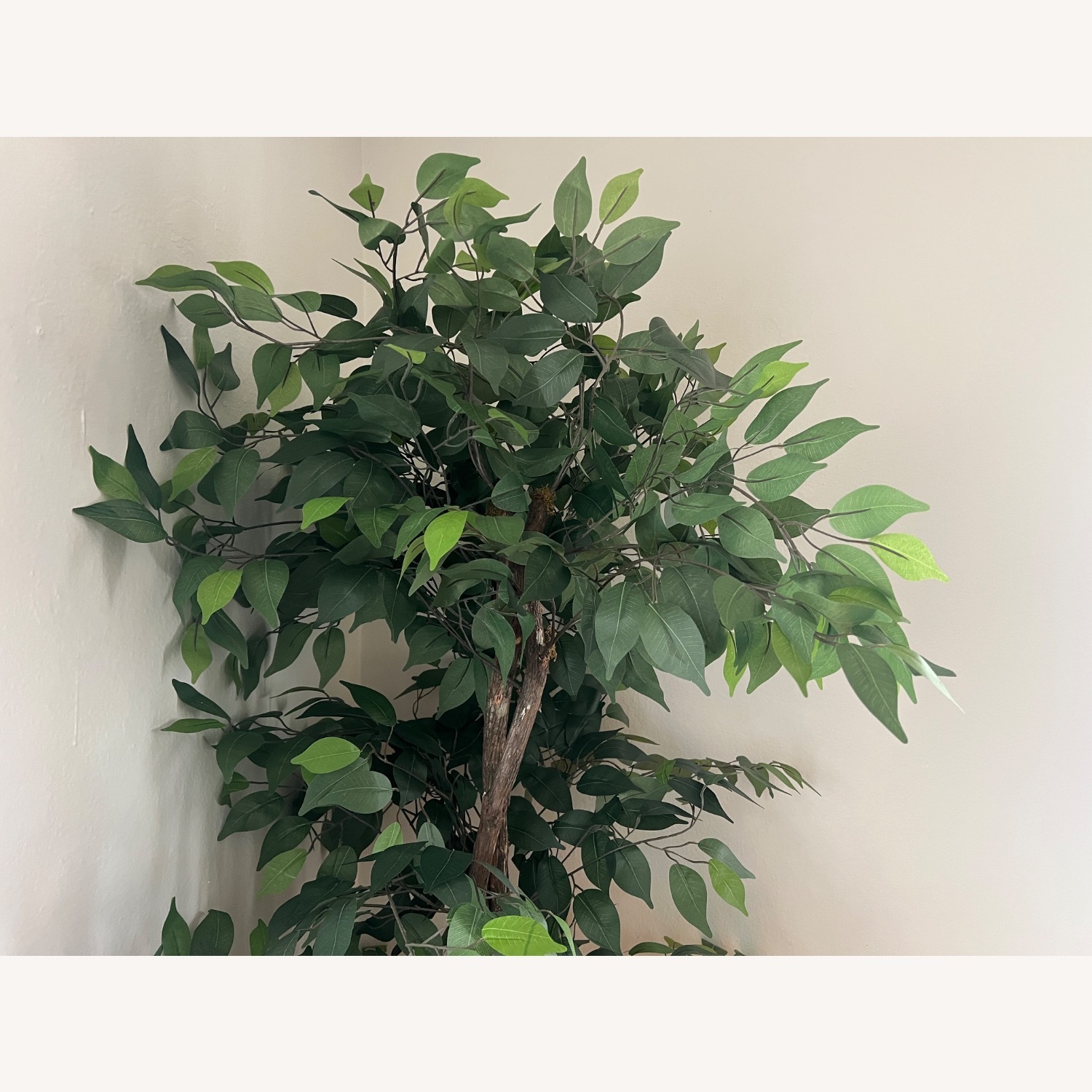 Hand Made Primrue 6.5” Artificial Ficus Tree - image-4
