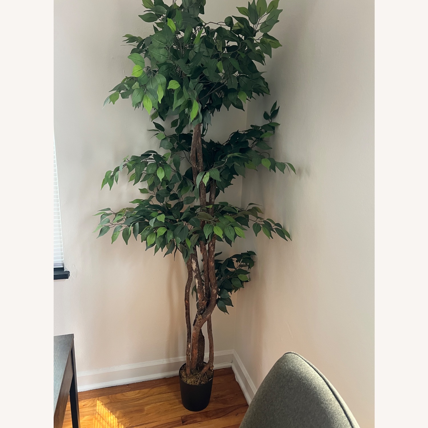 Hand Made Primrue 6.5” Artificial Ficus Tree - image-3