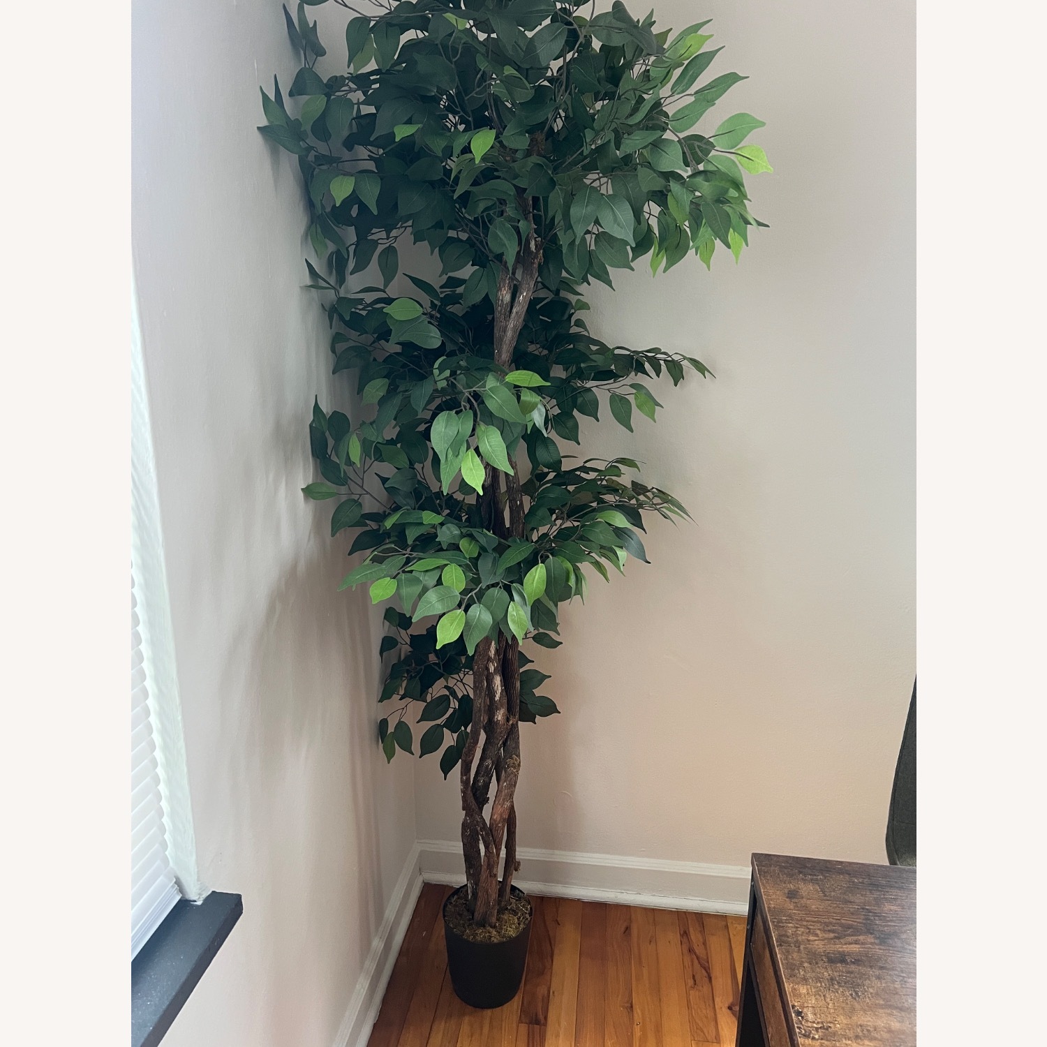 Hand Made Primrue 6.5” Artificial Ficus Tree - image-2