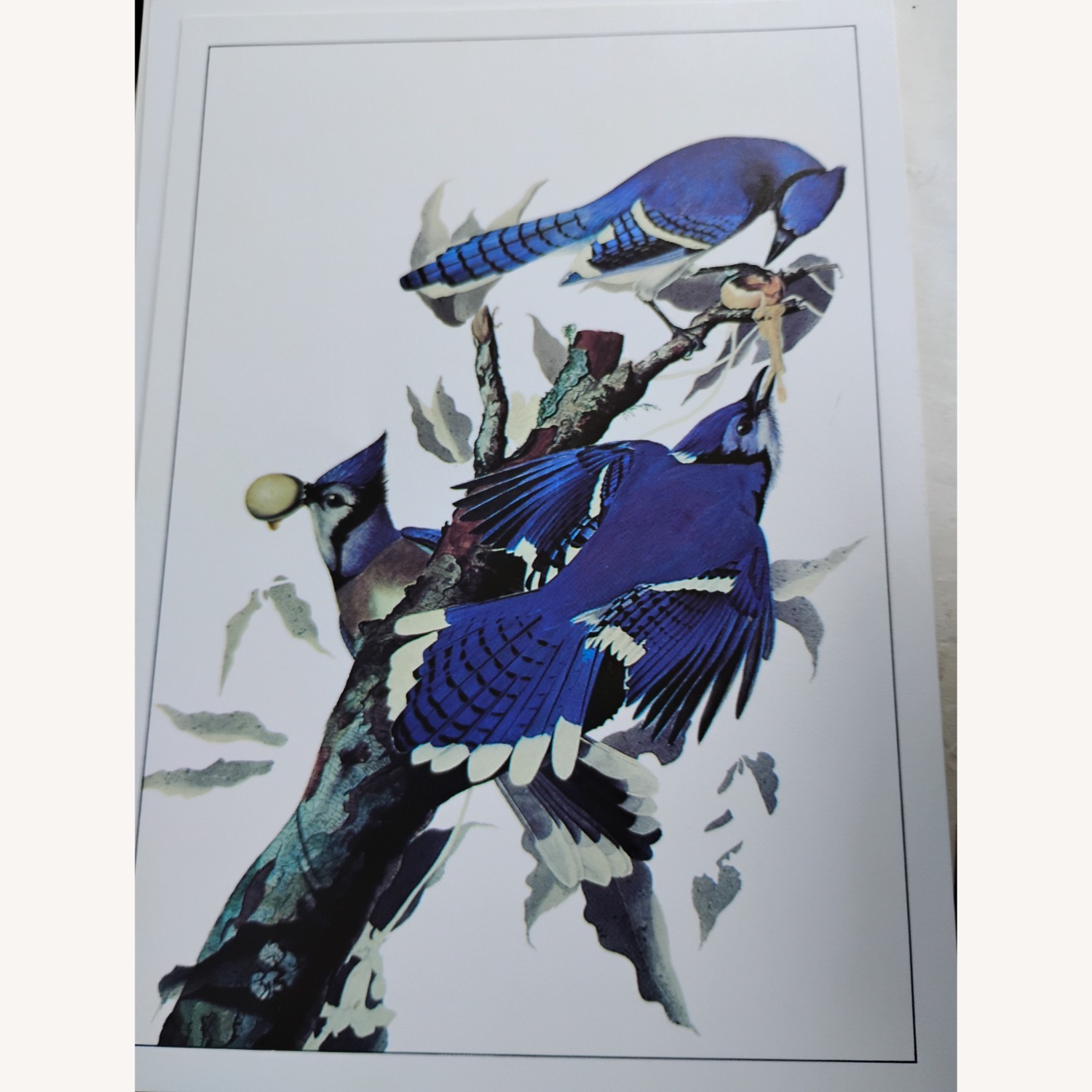 Audubon Birds - image-5