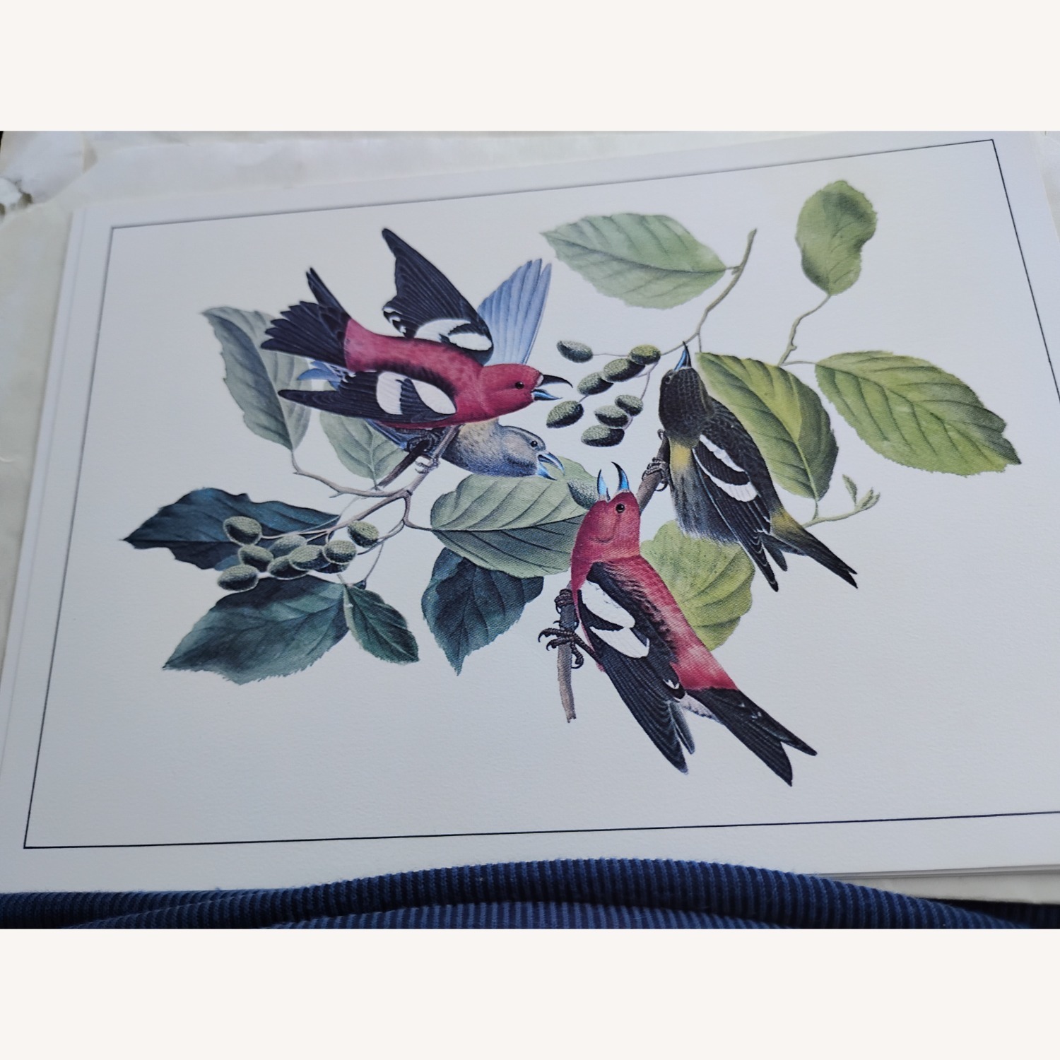 Audubon Birds - image-2