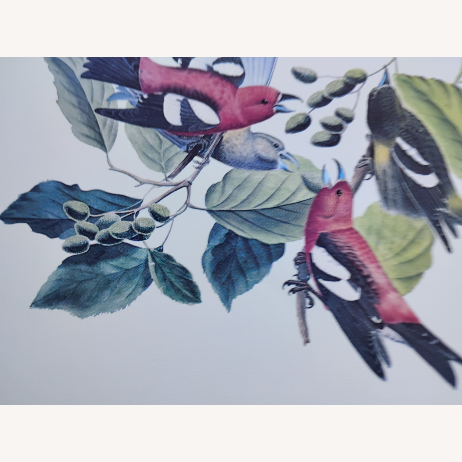 Audubon Birds - image-1