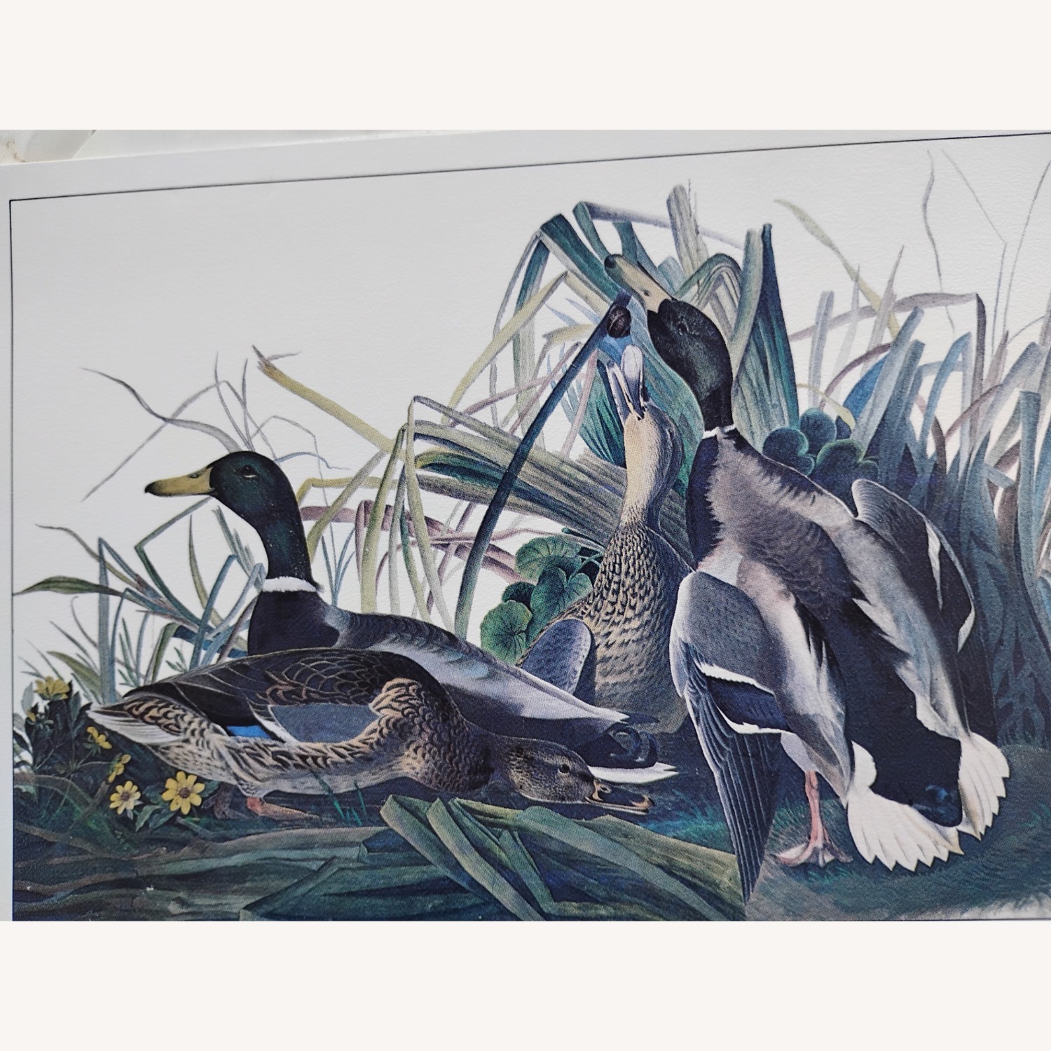 Audubon Birds - image-3