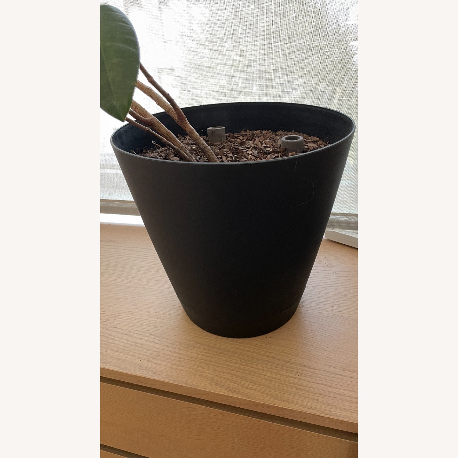 Med Rubber Plant & Planter - image-4