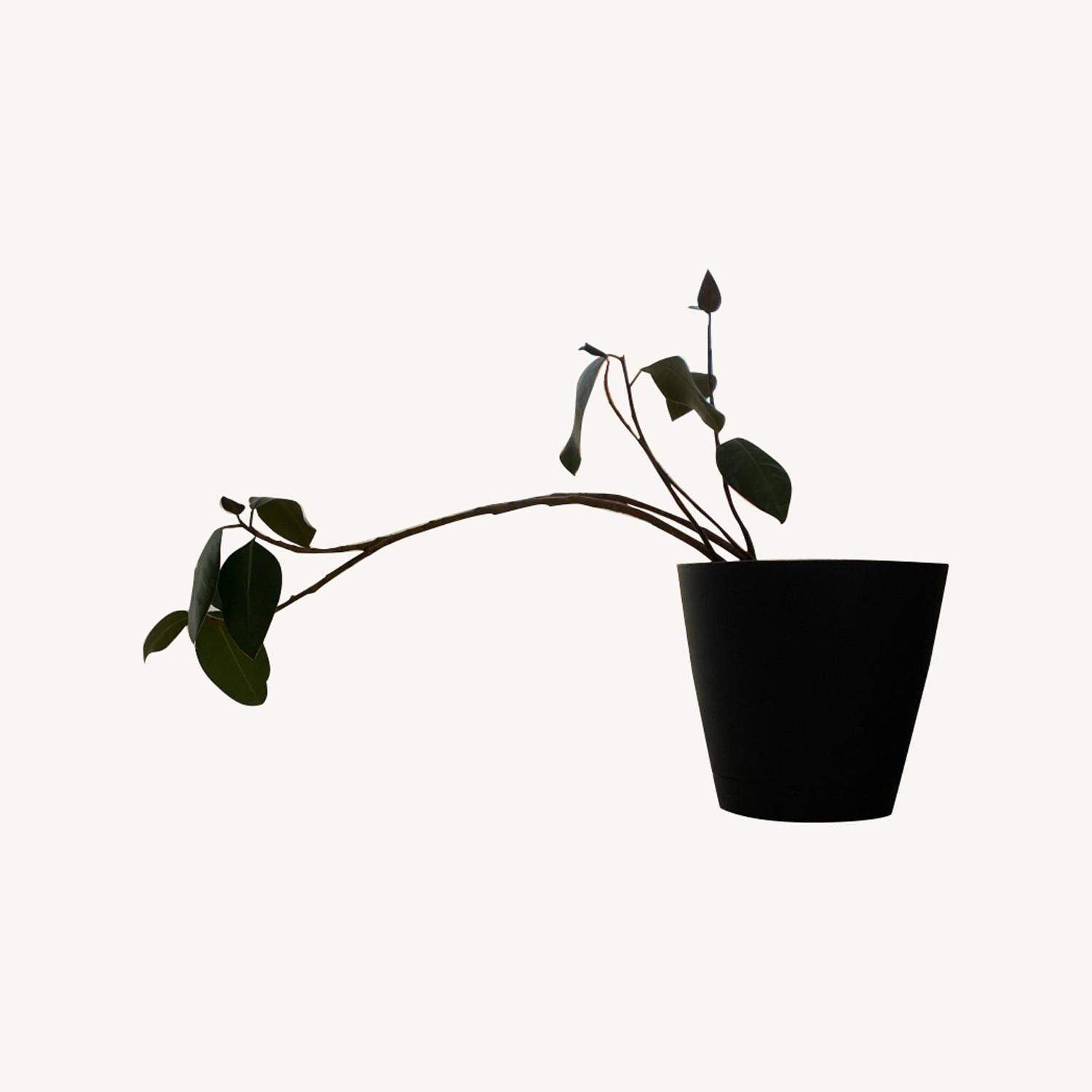 Med Rubber Plant & Planter - image-7