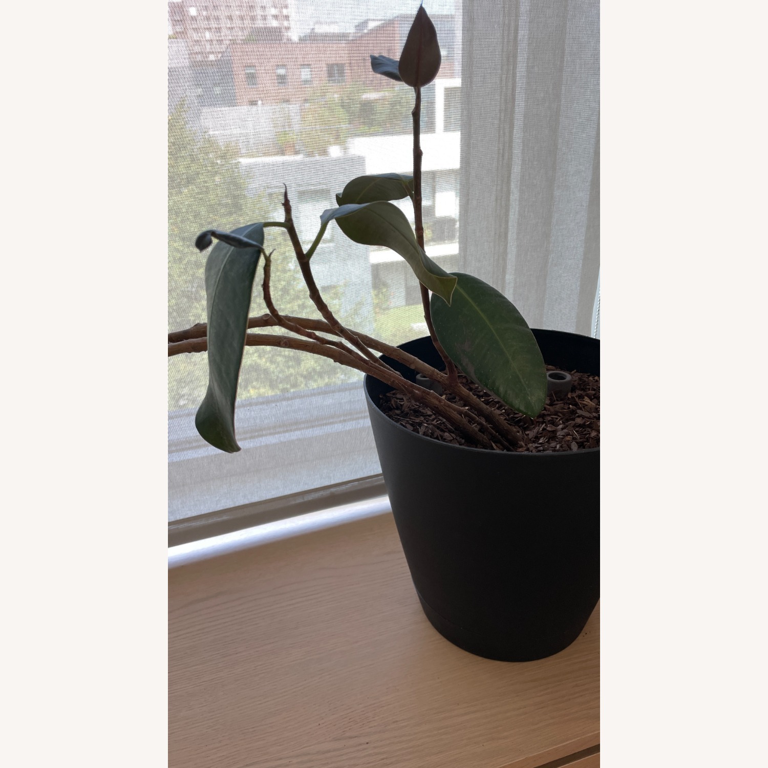 Med Rubber Plant & Planter - image-2