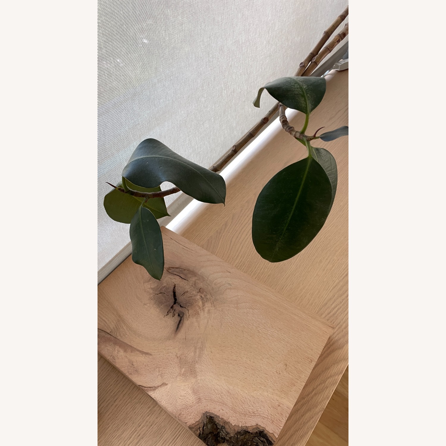 Med Rubber Plant & Planter - image-6