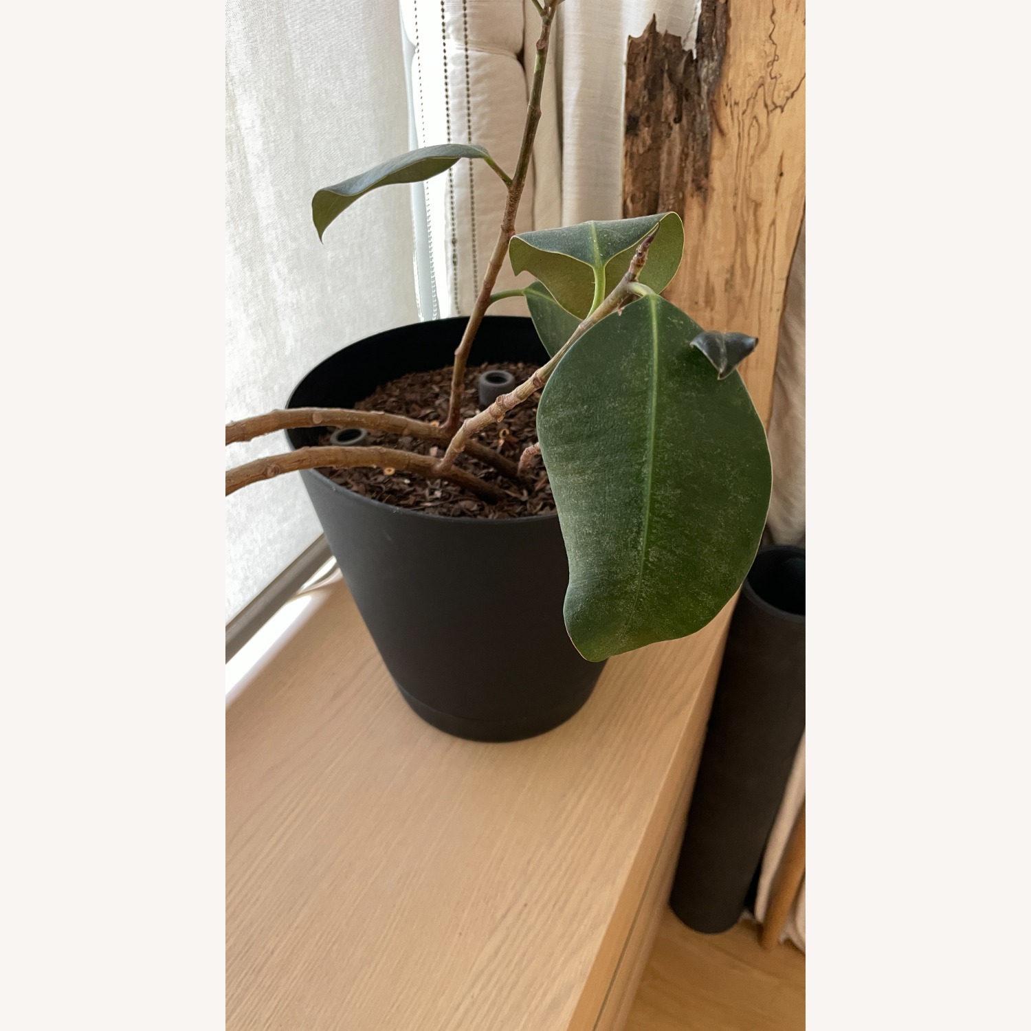 Med Rubber Plant & Planter - image-0