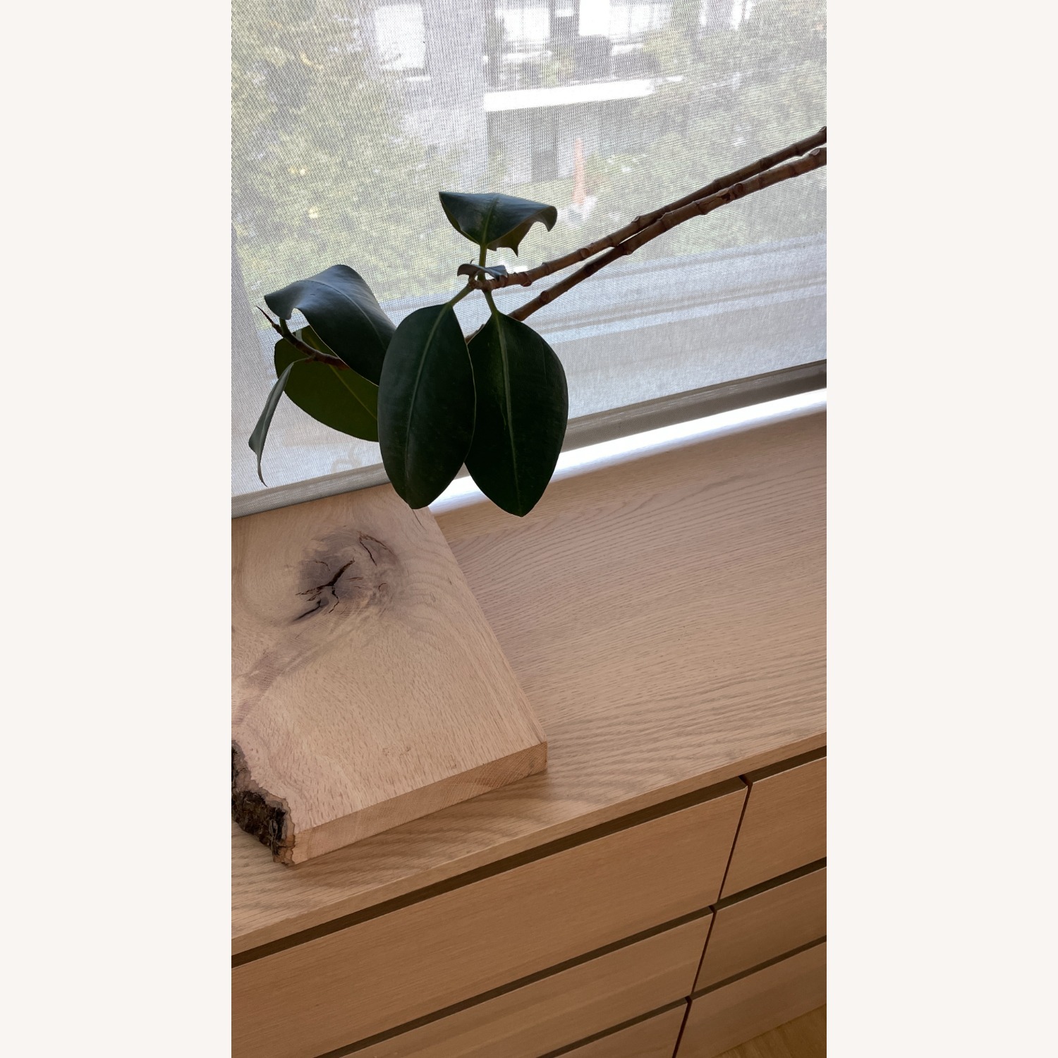 Med Rubber Plant & Planter - image-3