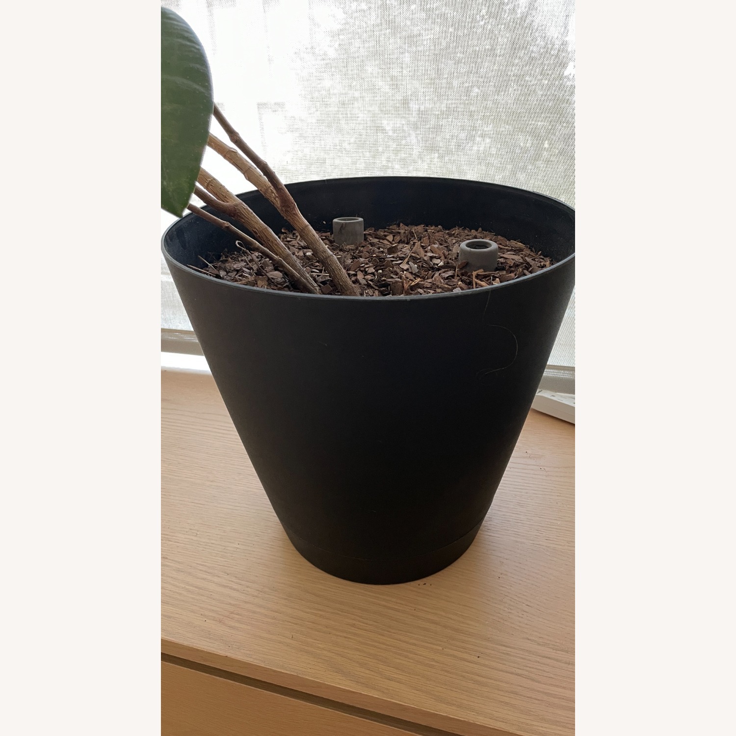 Med Rubber Plant & Planter - image-5