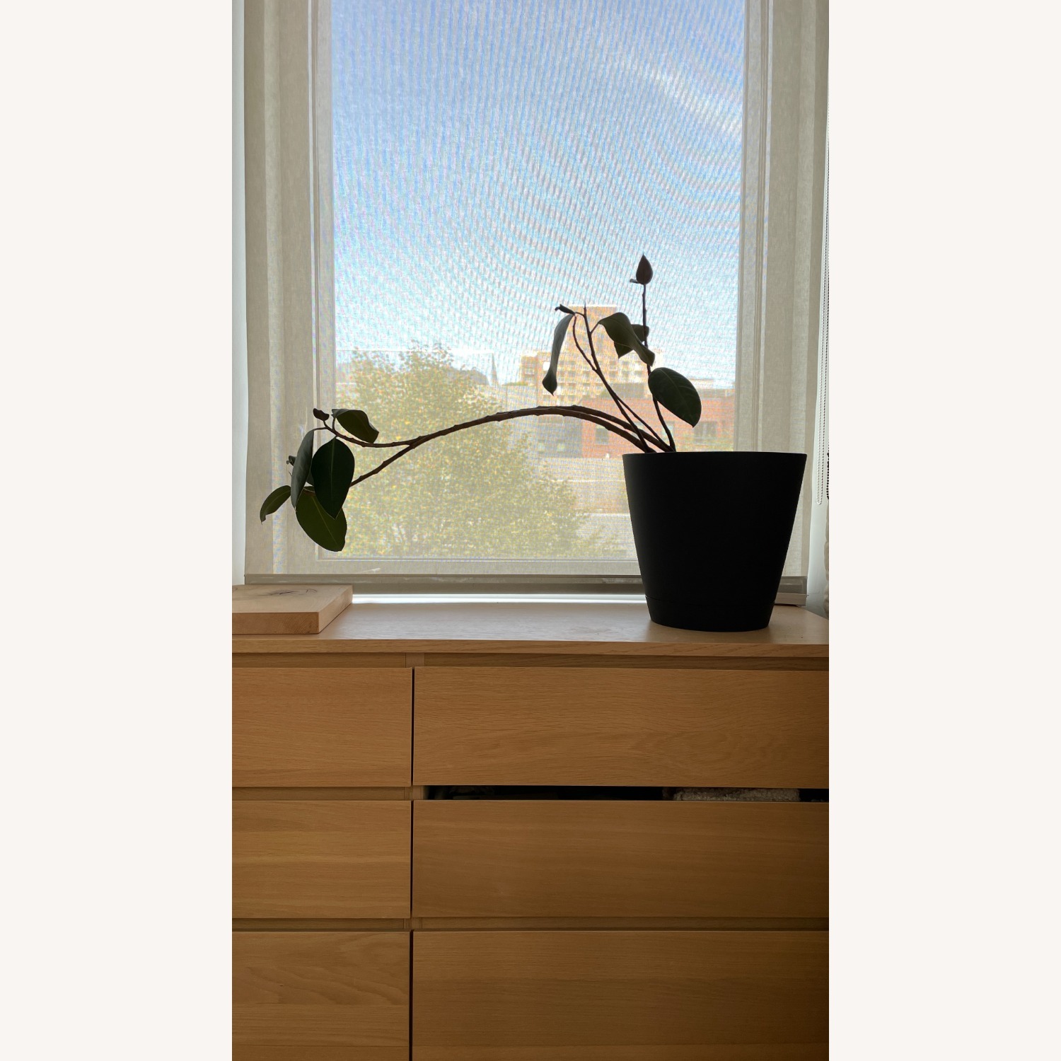 Med Rubber Plant & Planter - image-1