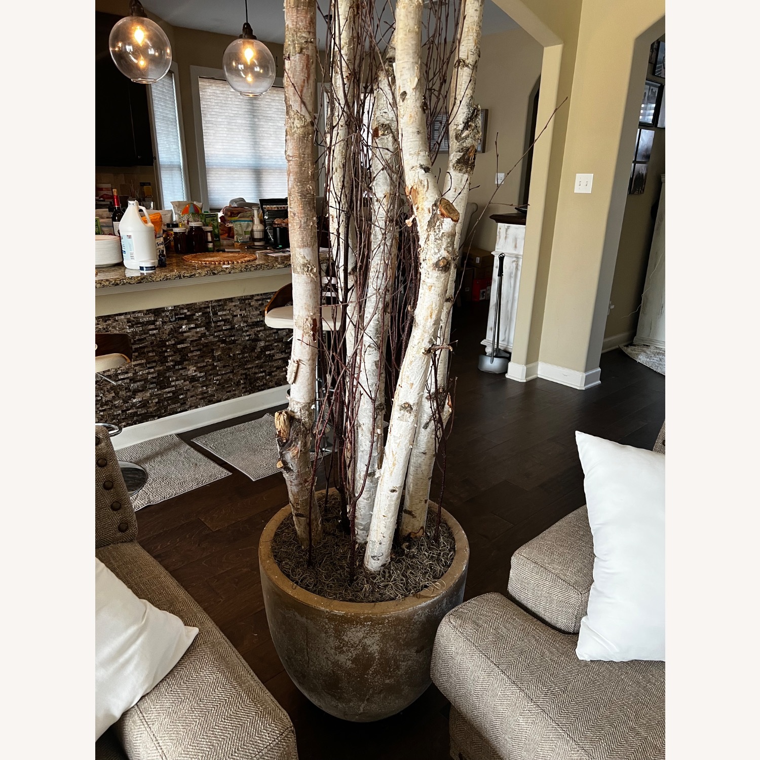 Birch Tree in Planter - image-3