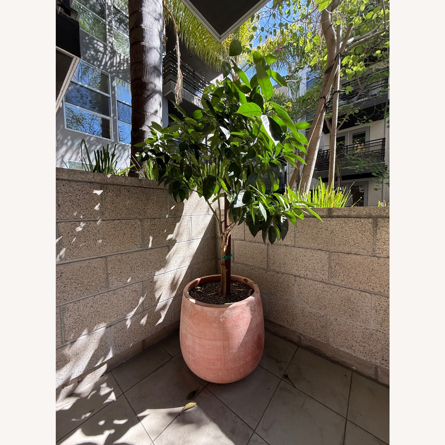 Organic Dwarf Blood Orange Tree Terracotta Pot - image-2