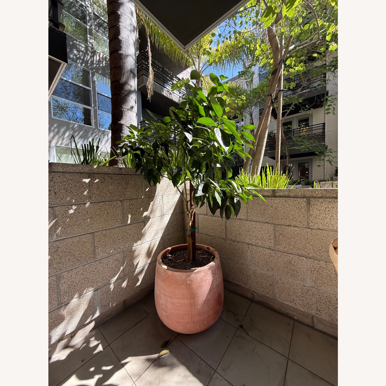 Organic Dwarf Blood Orange Tree Terracotta Pot - image-1