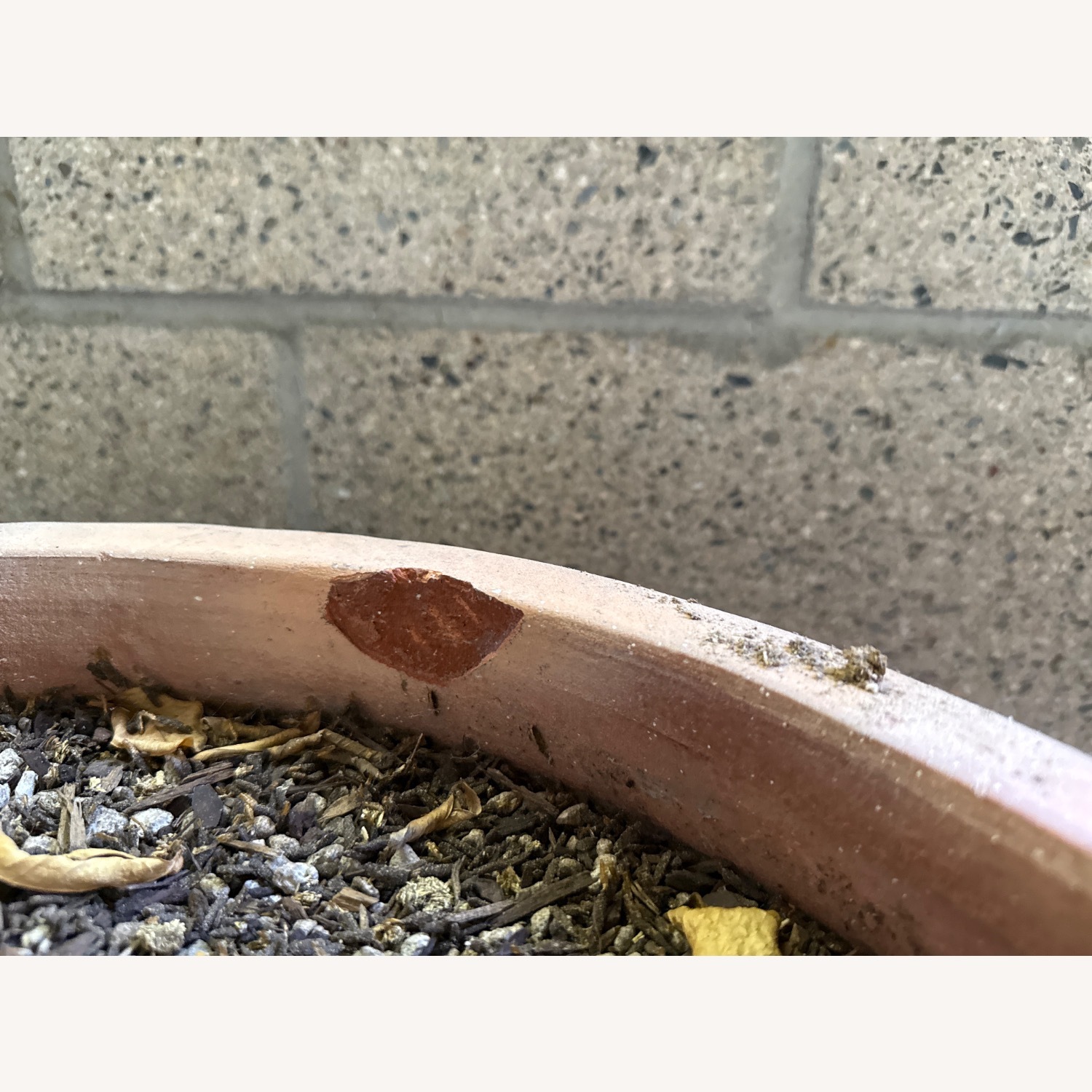 Organic Dwarf Blood Orange Tree Terracotta Pot - image-4