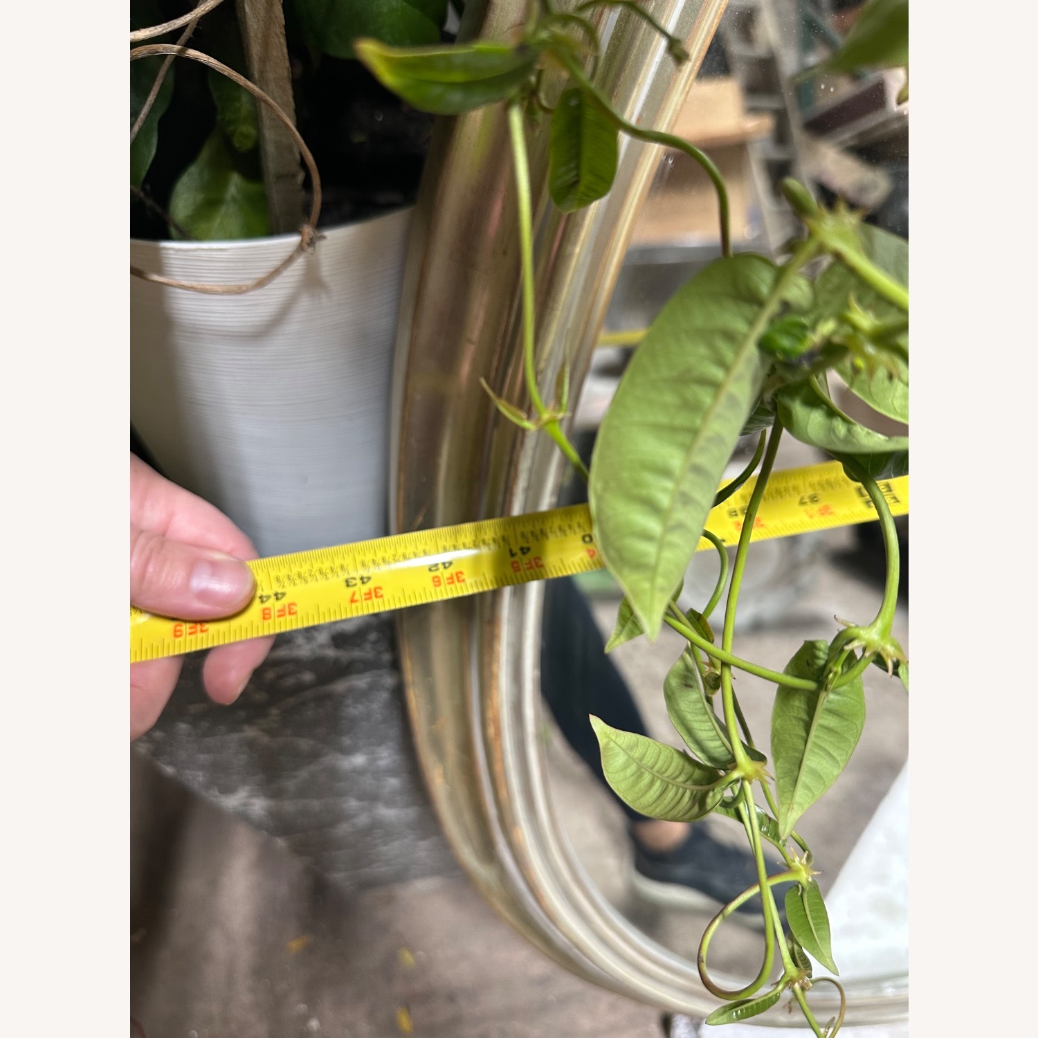 Restoration Hardware Gold Wall Mirrors - image-6