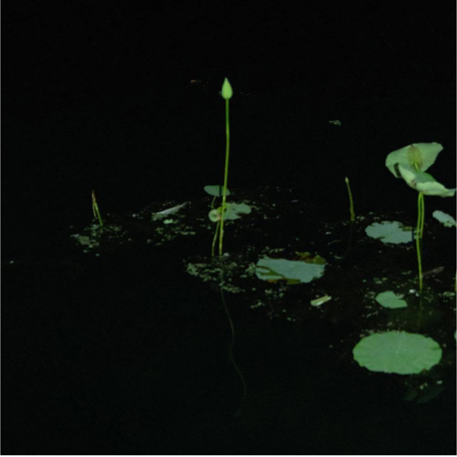 Love Echo Photograph with Matte + Frame - image-2