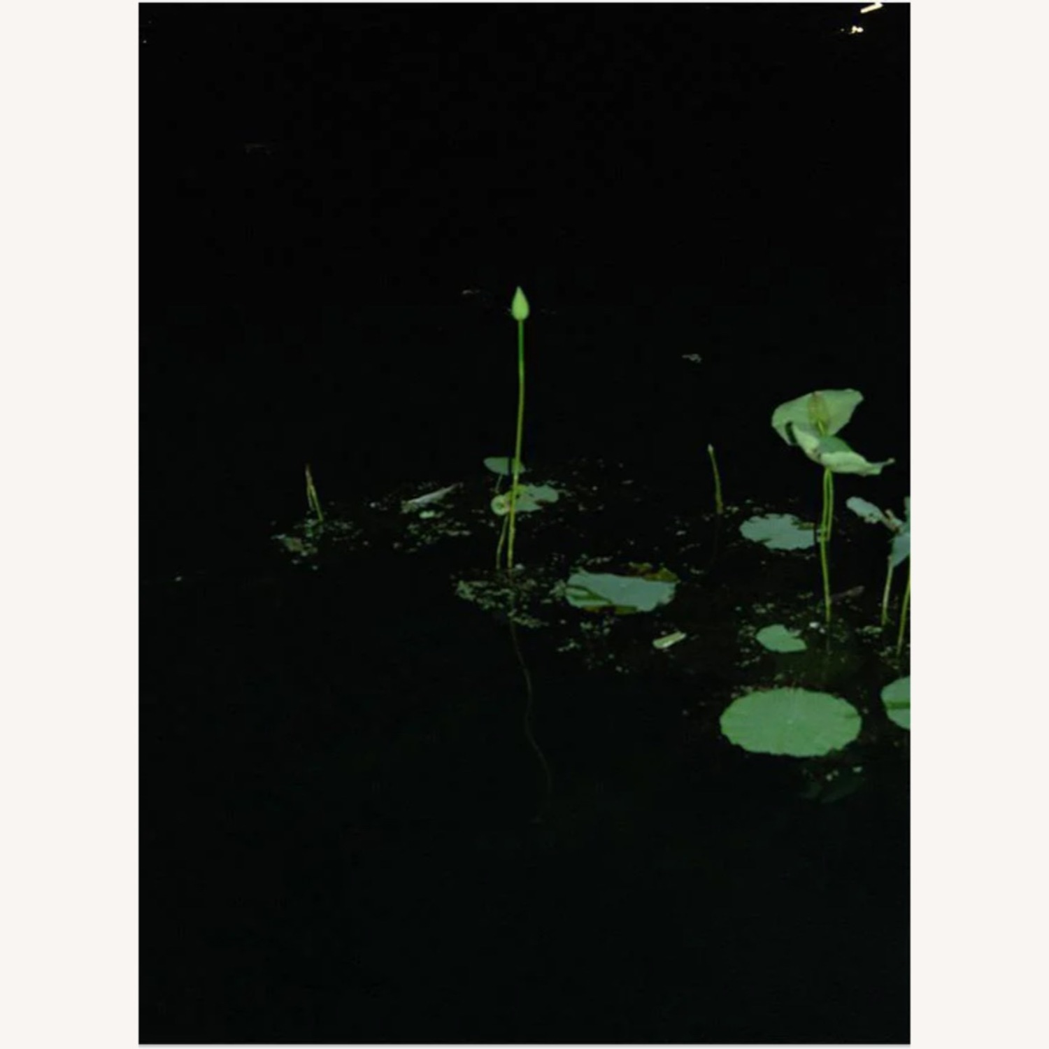 Love Echo Photograph with Matte + Frame - image-1