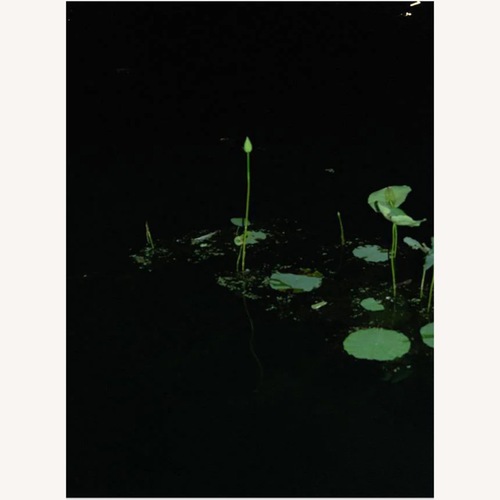 Used Love Echo Photograph with Matte + Frame for sale on AptDeco