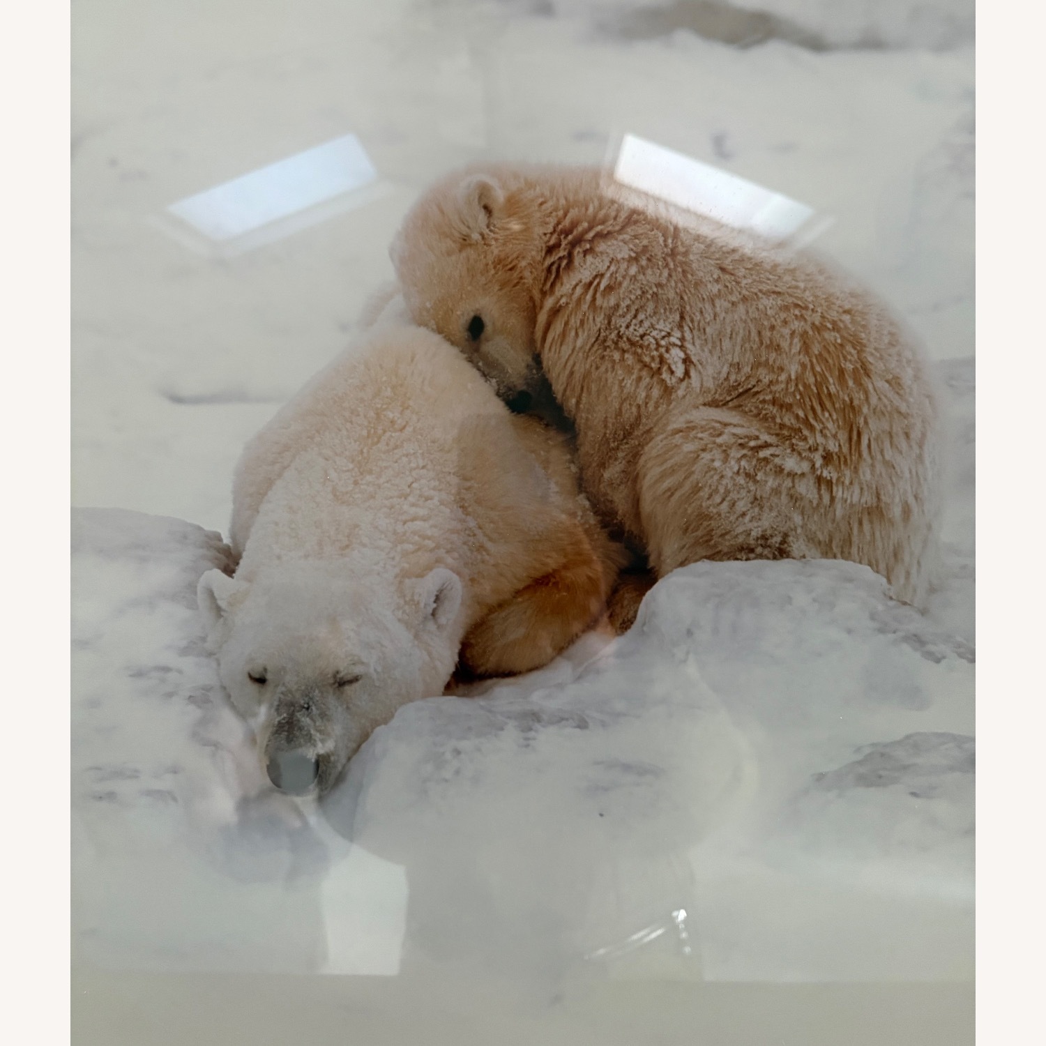 Bears in Snow Wall Art - image-5