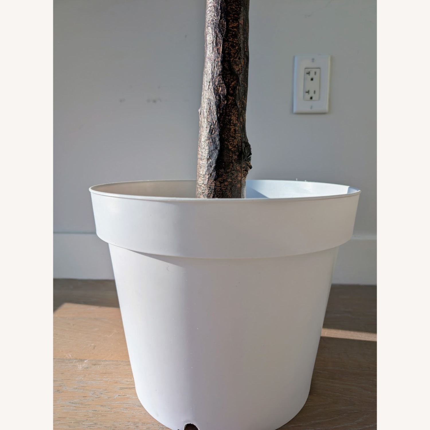 CB2 Exclusive Faux Fiddle Leaf Fig Tree (72”) - image-2