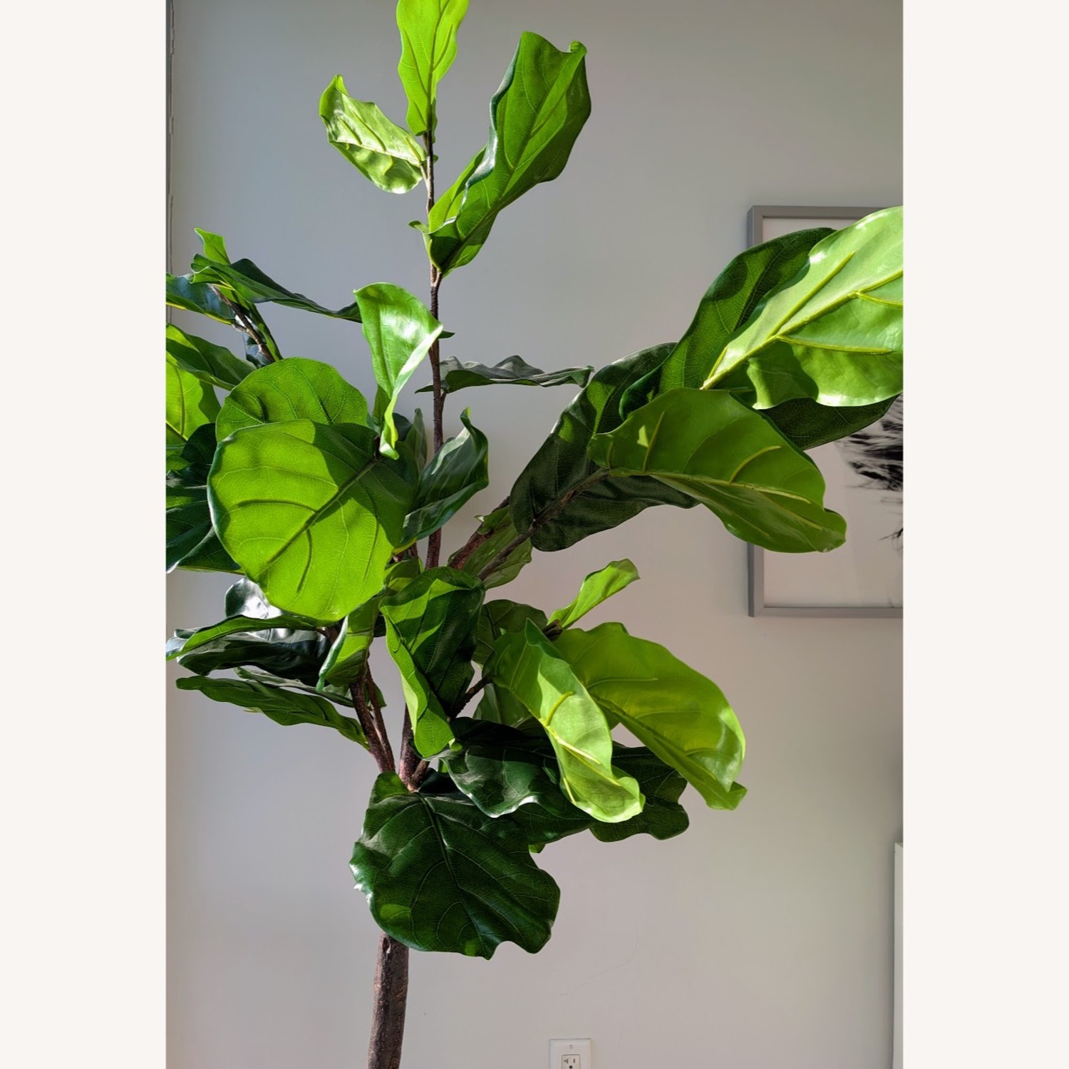 CB2 Exclusive Faux Fiddle Leaf Fig Tree (72”) - image-4
