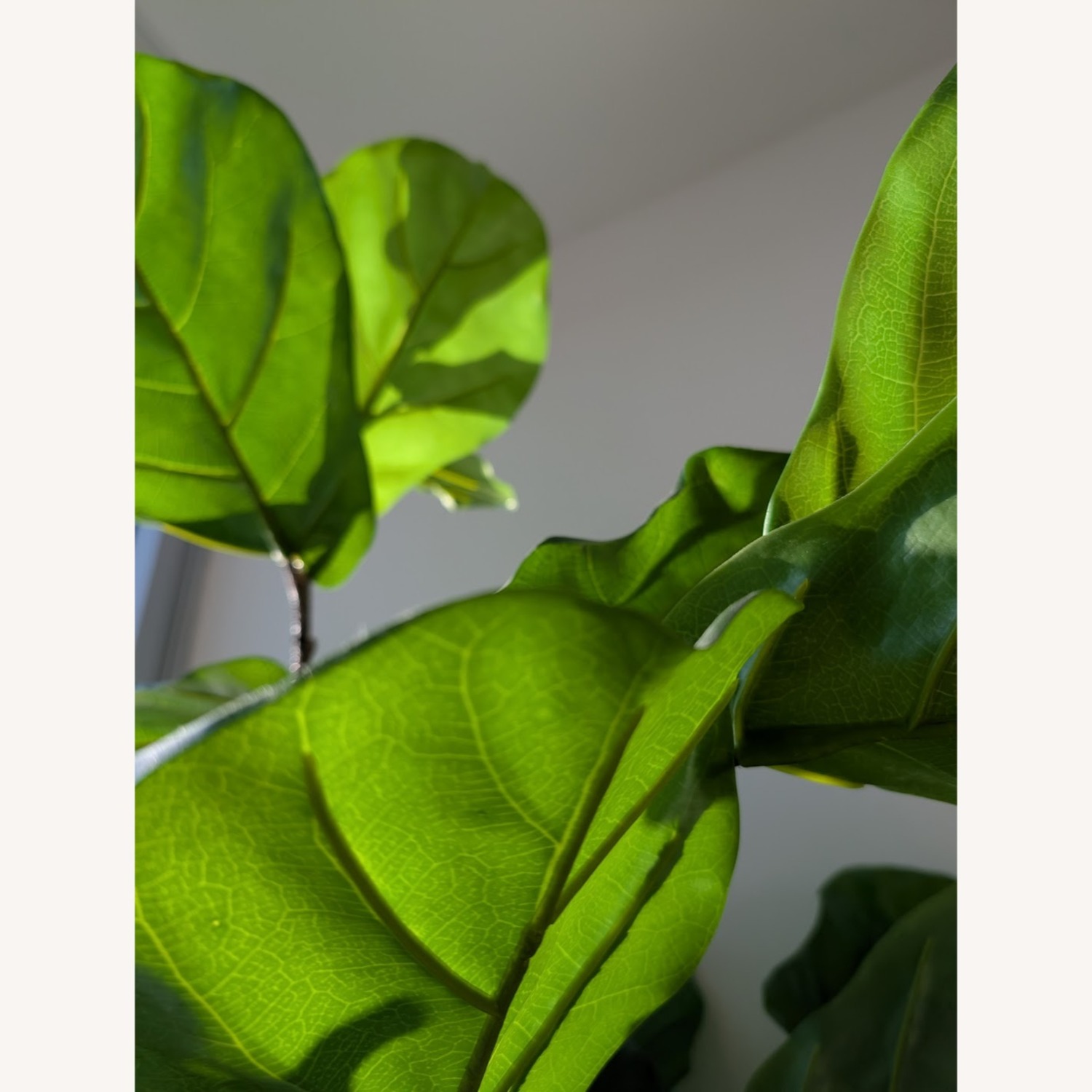CB2 Exclusive Faux Fiddle Leaf Fig Tree (72”) - image-6