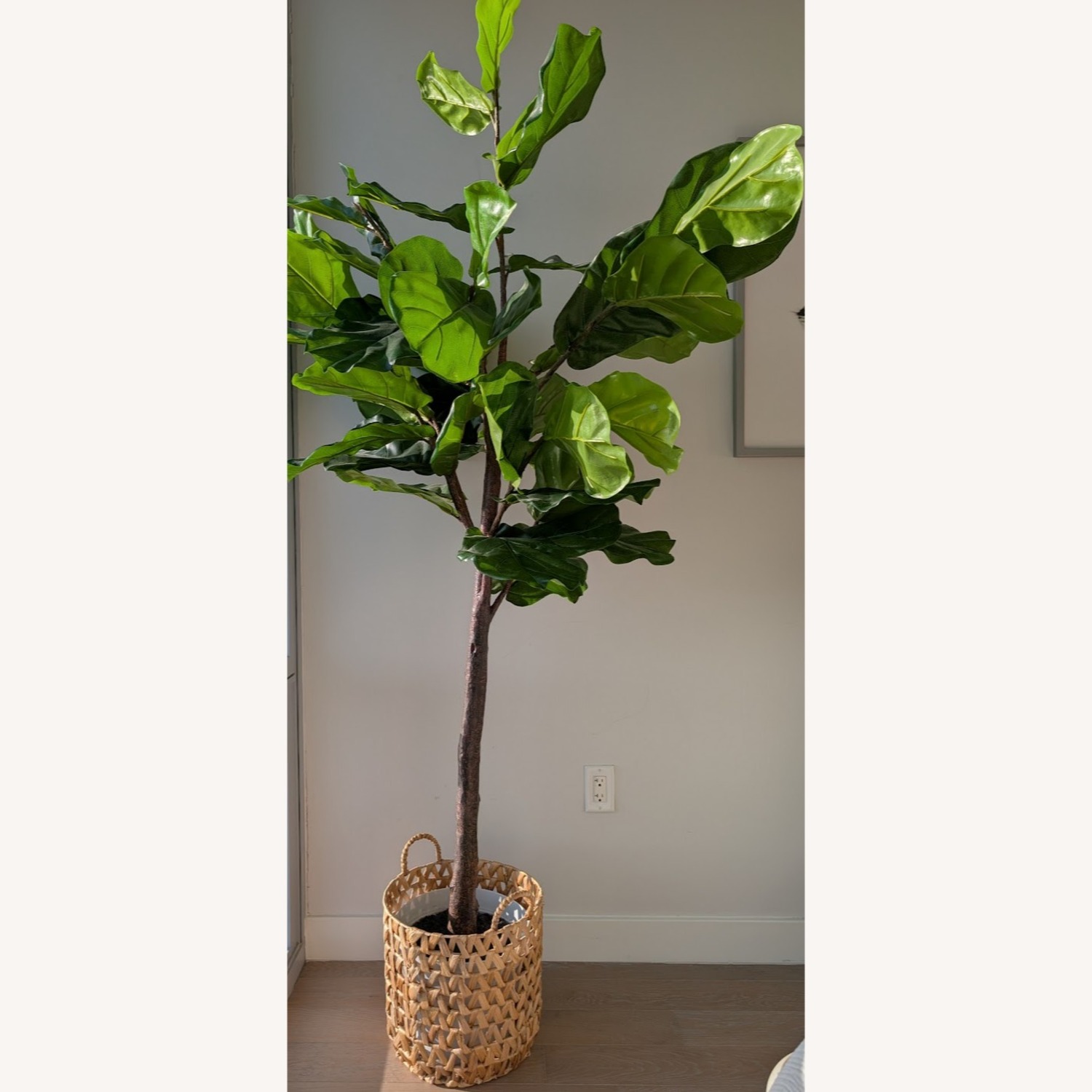 CB2 Exclusive Faux Fiddle Leaf Fig Tree (72”) - image-5