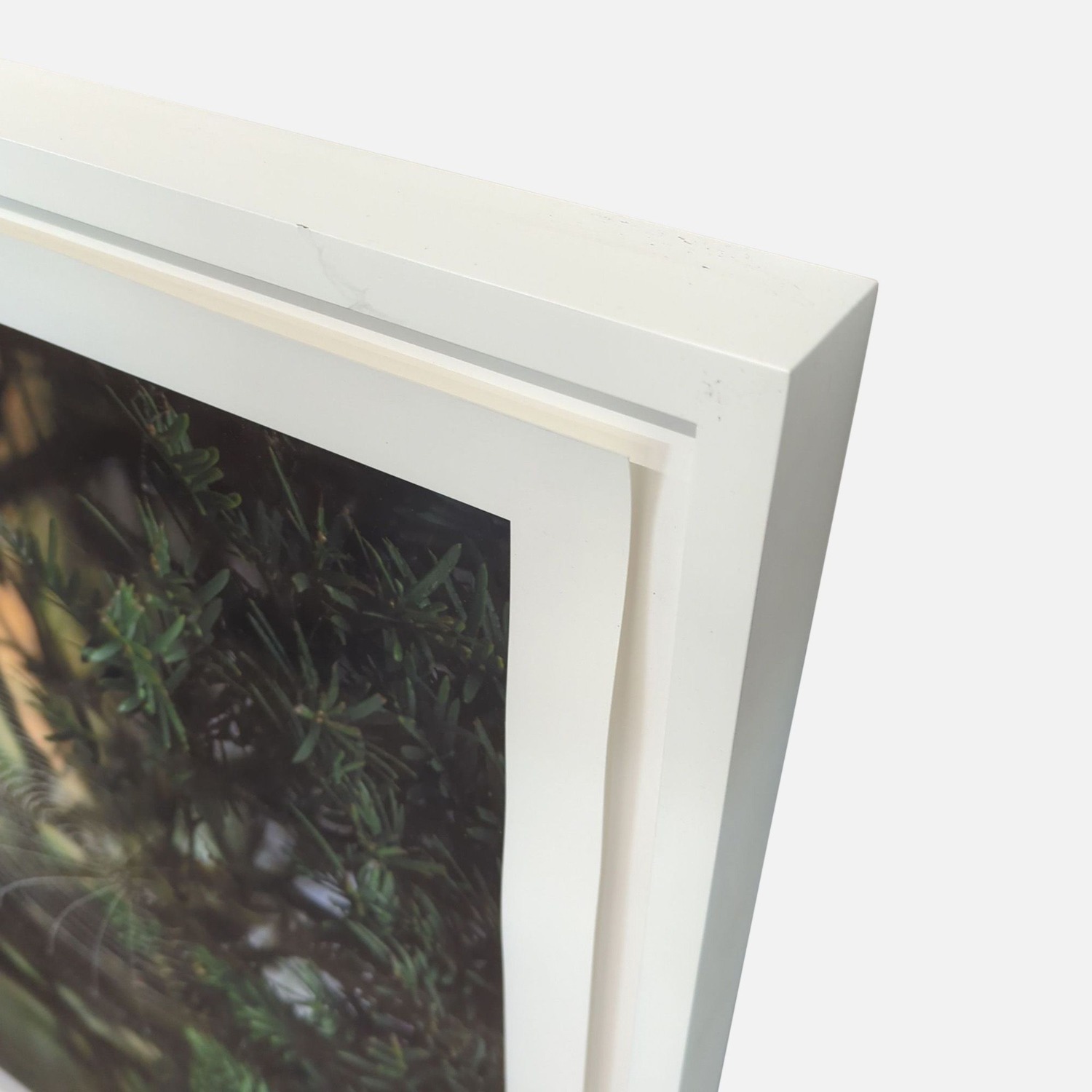 Kimberley Carr Harmon Photography Framed Spider - image-2