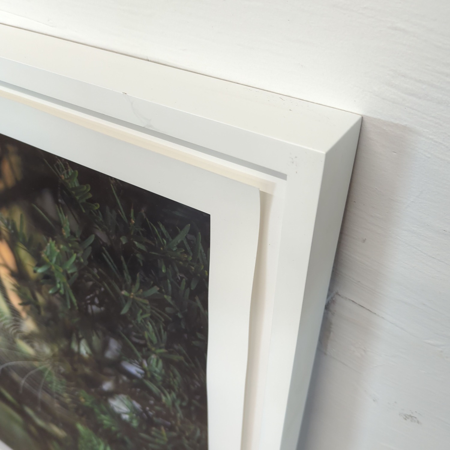Kimberley Carr Harmon Photography Framed Spider - image-3