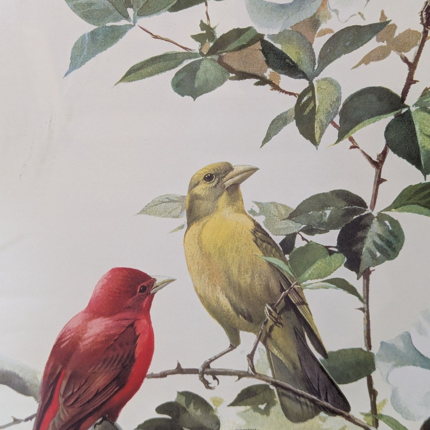Framed Art Print Titled "Summer Tanager"  - image-3