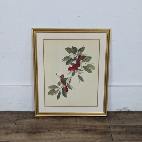 Used Framed Art Print Titled Cardinal by Roger Tory  for sale on AptDeco