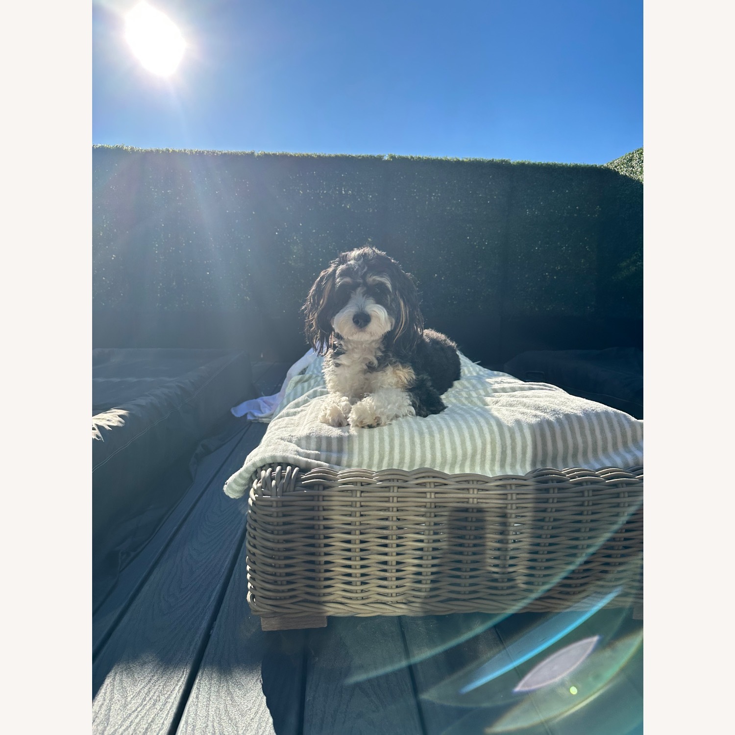 Restoration Hardware Majorca Chaise Lounge Chairs - image-4