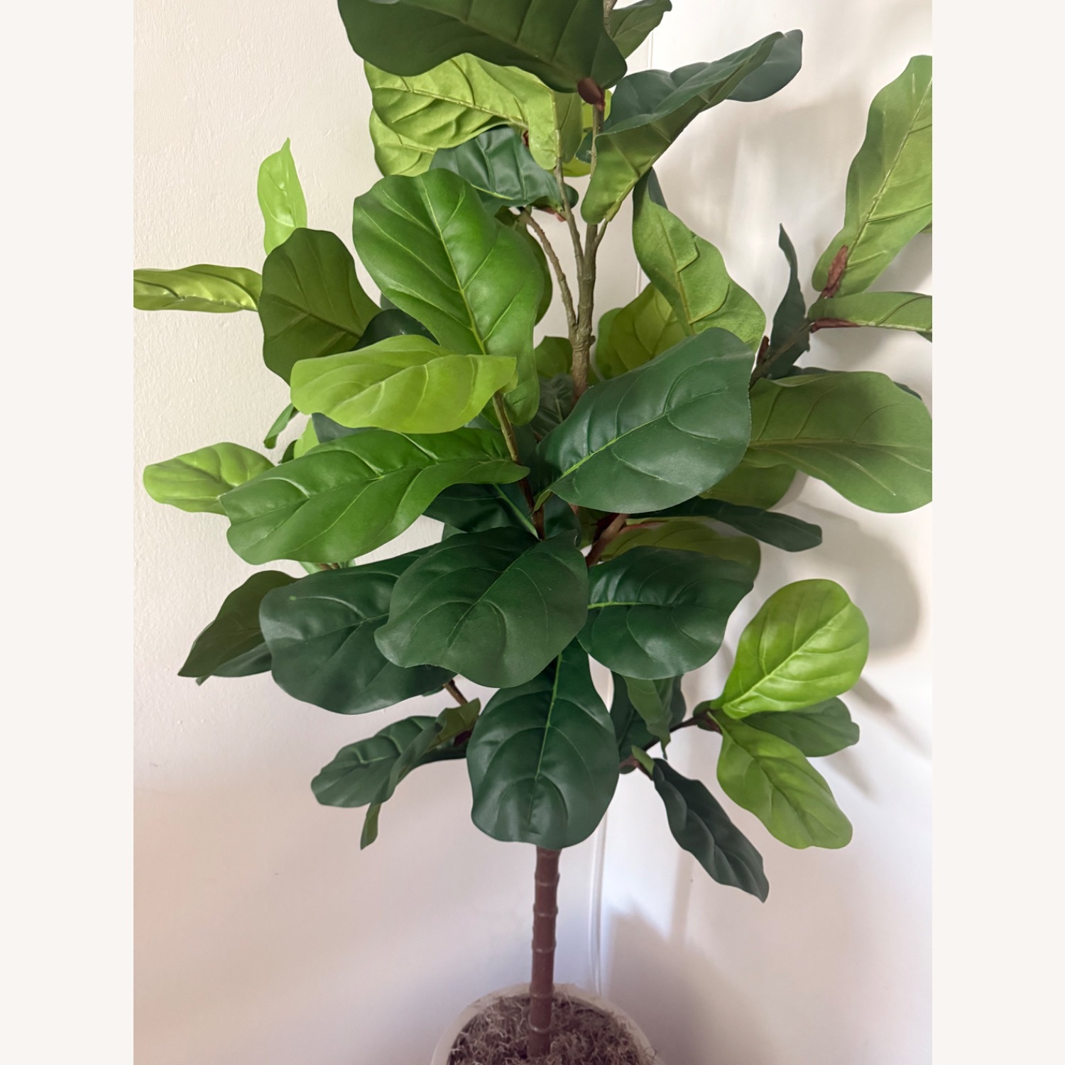Pottery Barn Faux Fiddle Leaf Tree - image-3
