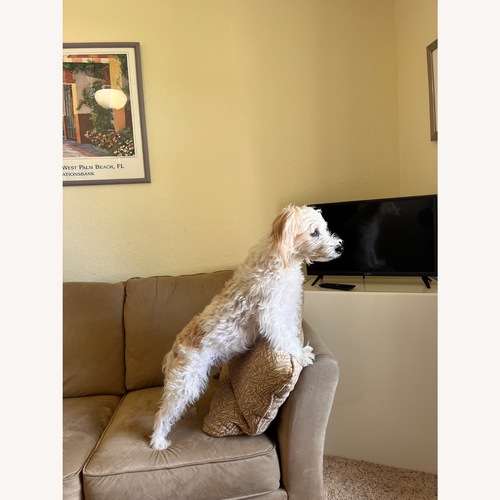 Used Natural Microsuede Sleeper Sofa for sale on AptDeco